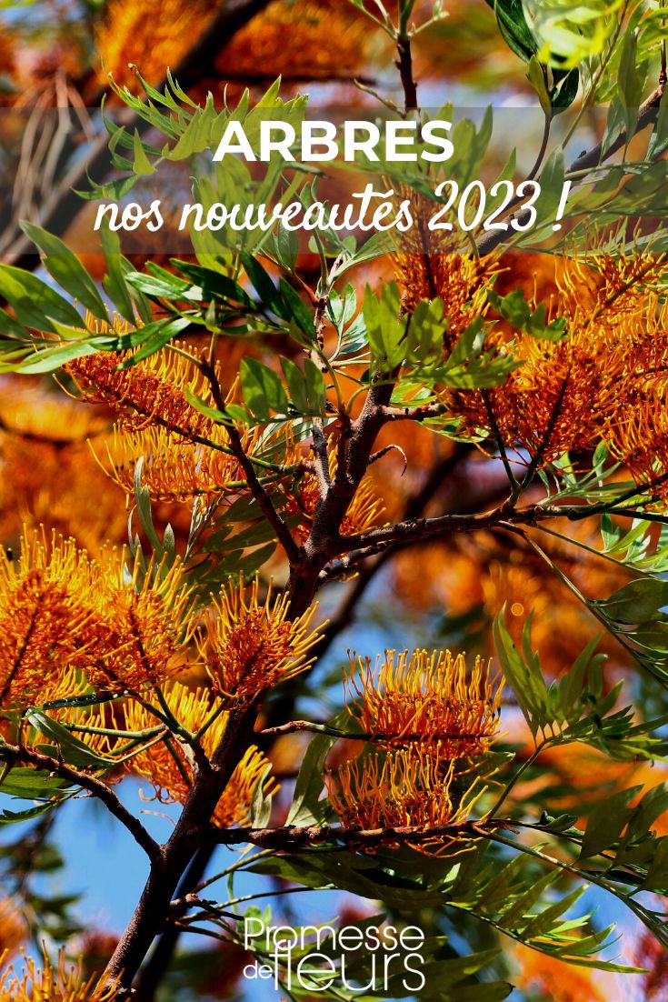 Grevillea robusta