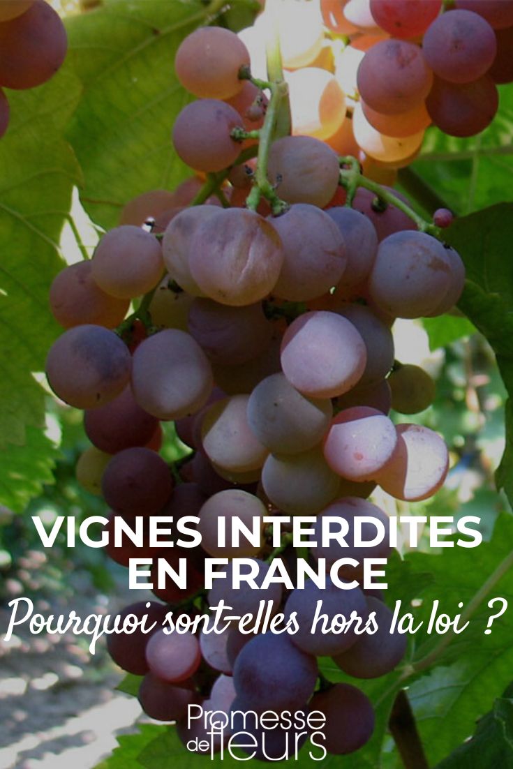 les raisins interdits