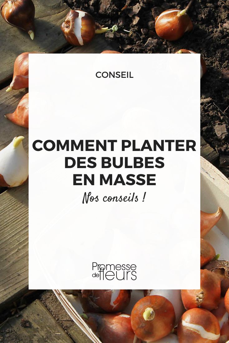 La plantation en masse des bulbes - Blog Promesse de fleurs