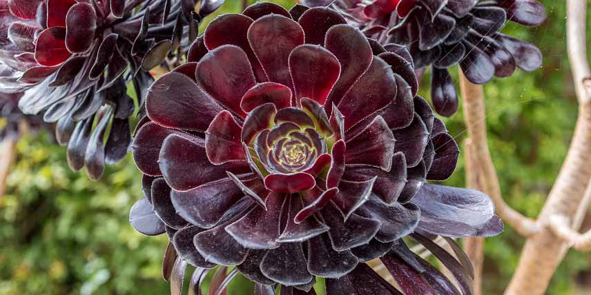 Plantes succulentes à rosettes : Aeonium