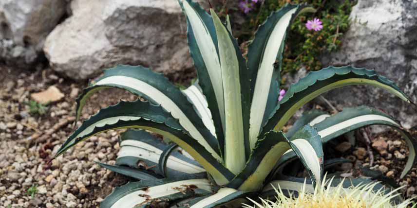 Plantes succulentes à rosettes : Agave