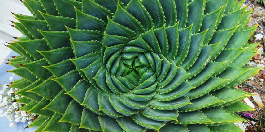 Plantes succulentes à rosettes : Aloe polyphylla