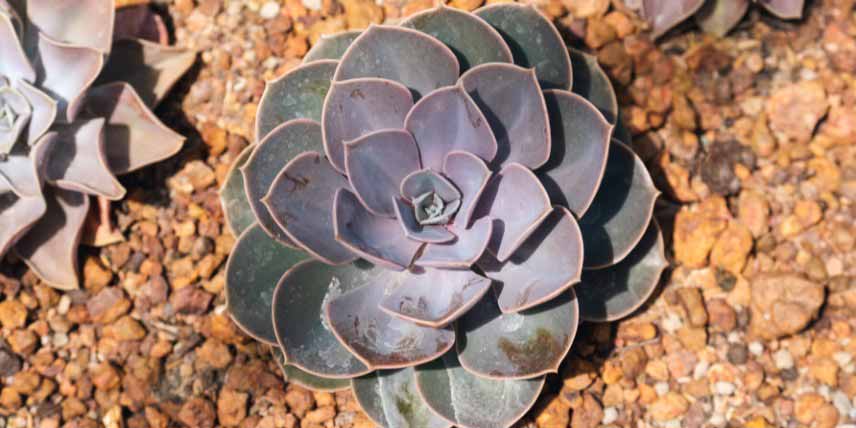 Plantes succulentes à rosettes : Echeveria