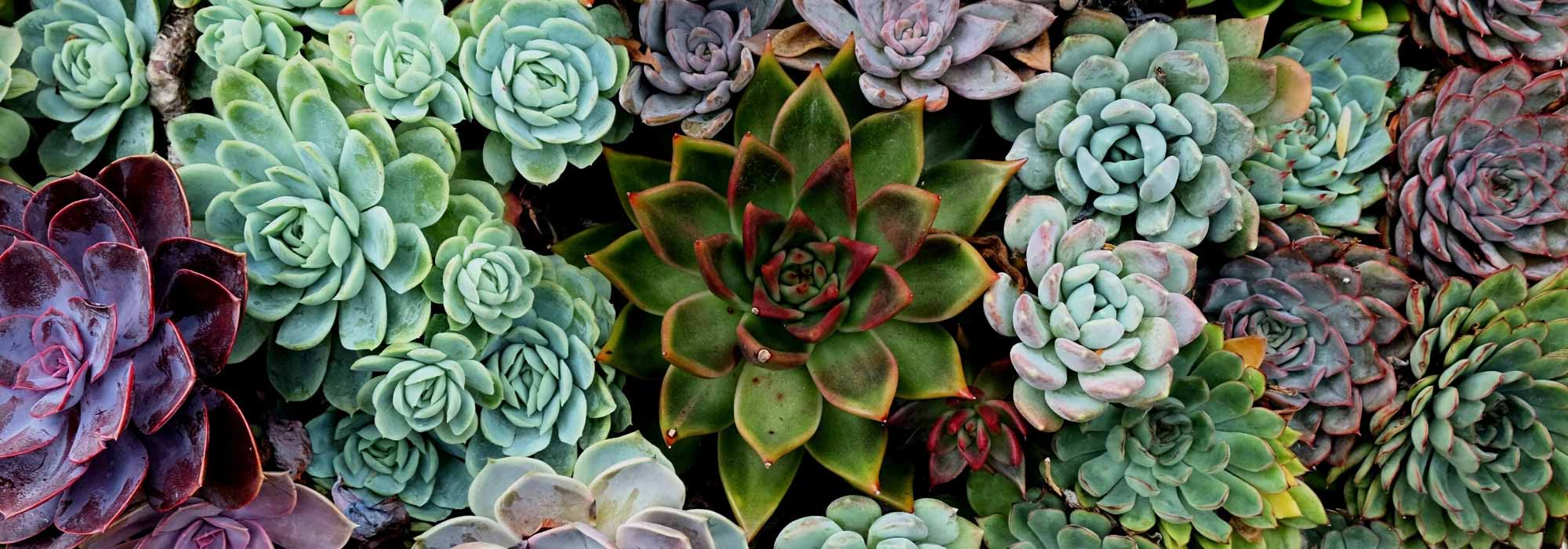 Jardinage : soigner nos plantes grasses ou «succulentes »