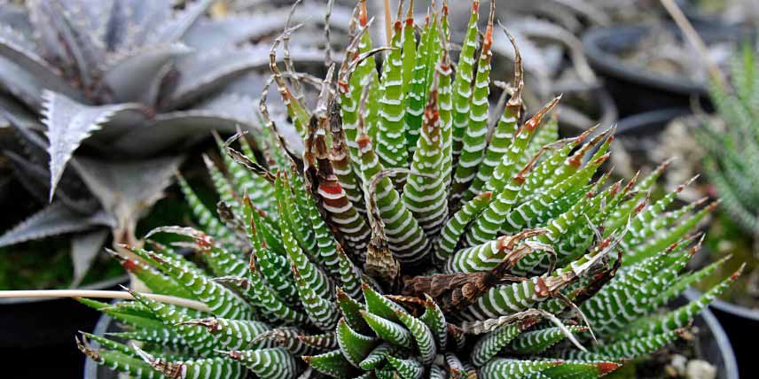 Plantes succulentes à rosettes : Haworthia