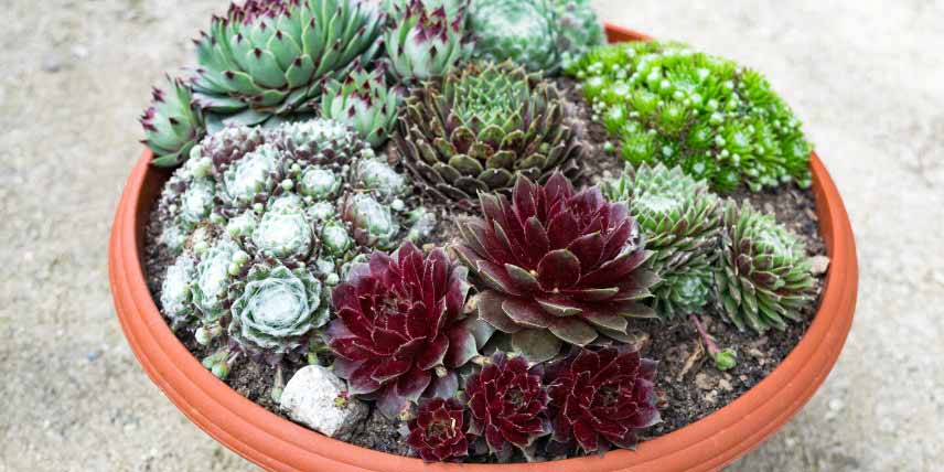 Plantes succulentes à rosettes : Sempervivum