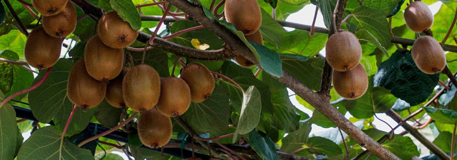 Pourquoi mon kiwi ne donne pas de fruits ?