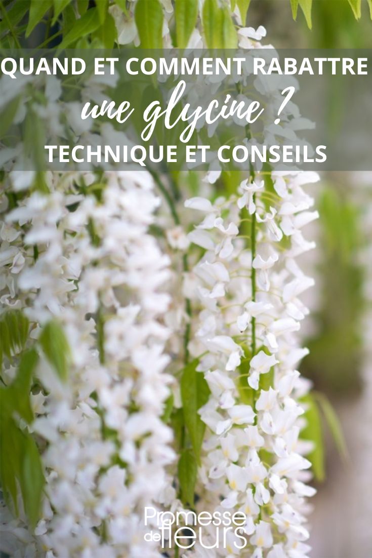 tailler une glycine