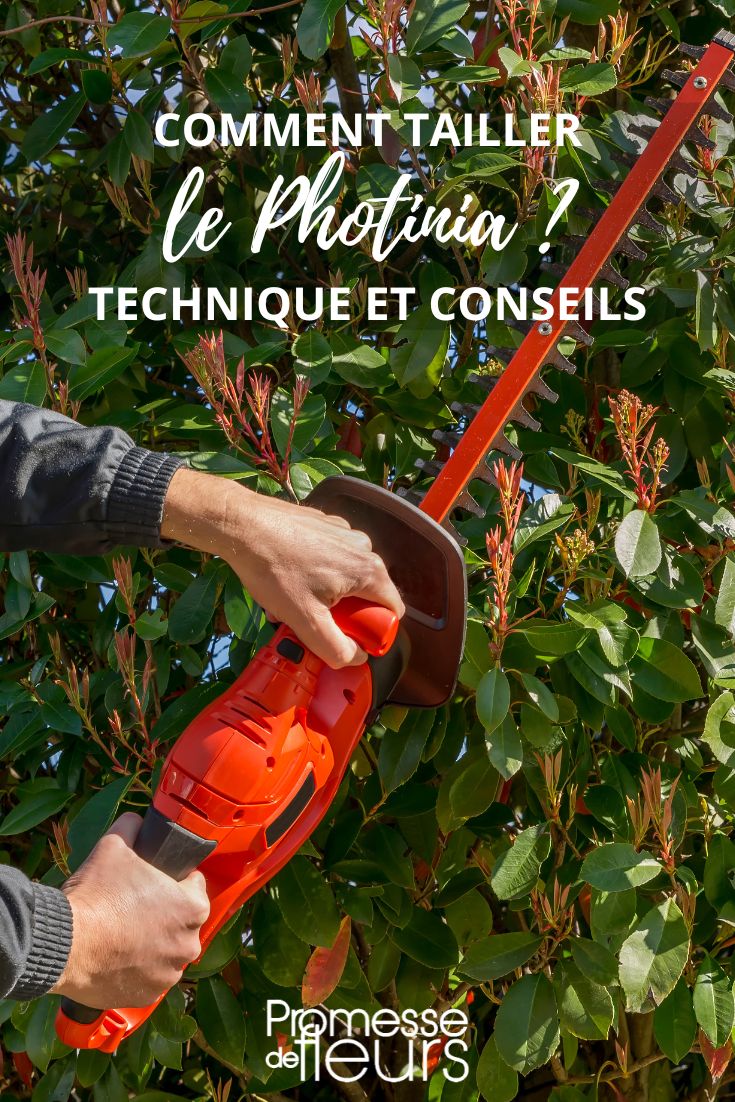 entretenir le photinia