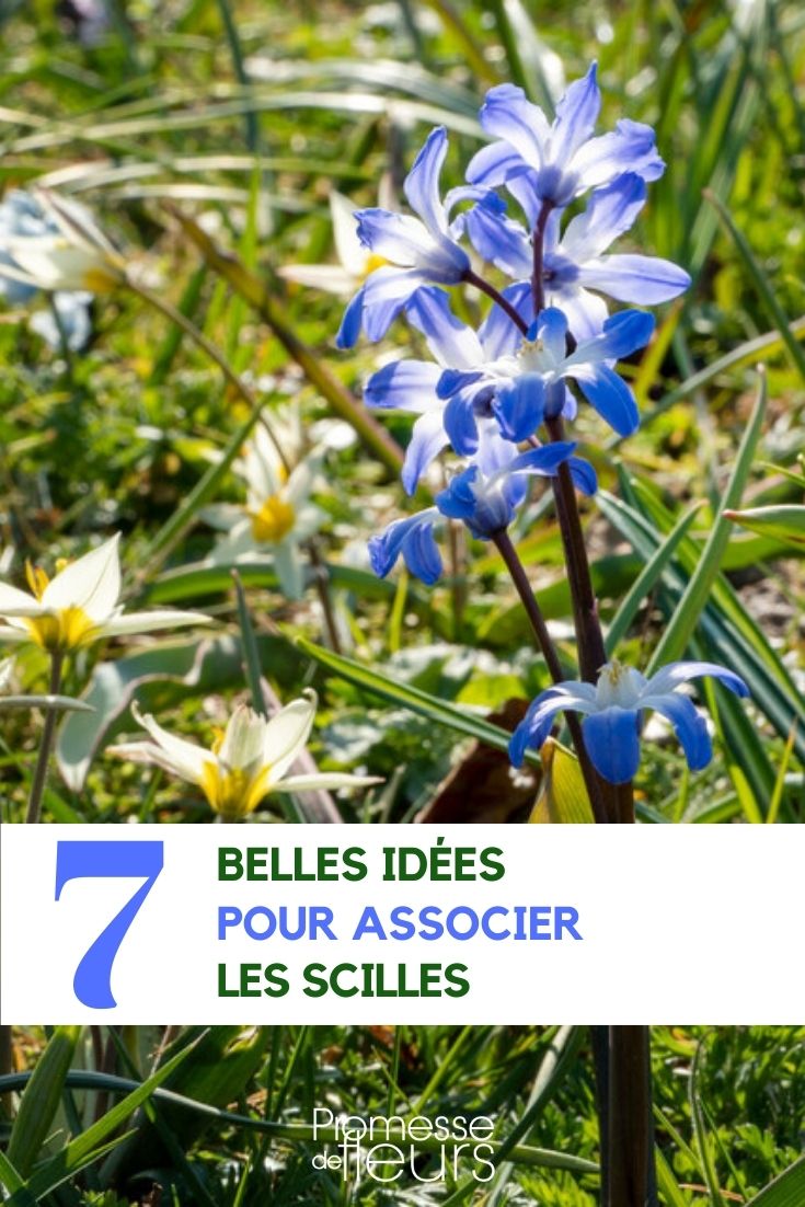 associer les scilles scilla