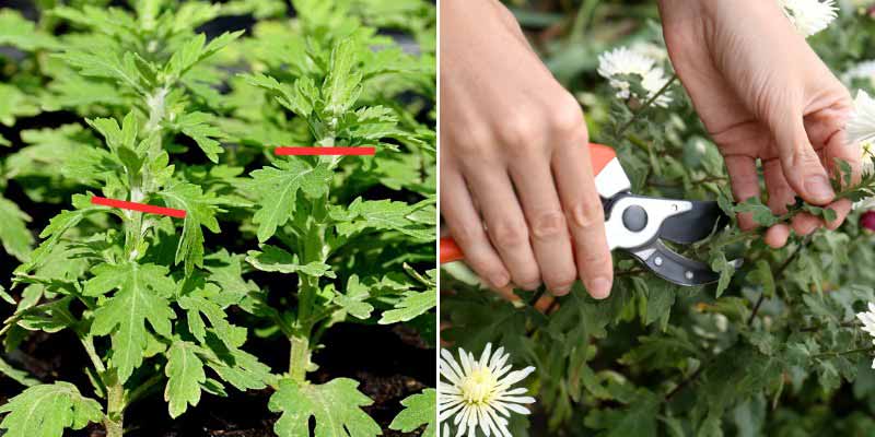 Chrysanthèmes : comment les pincer et les tailler