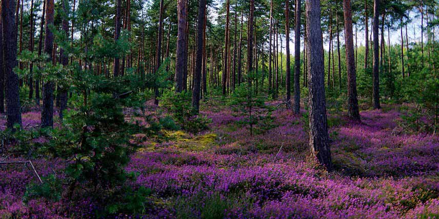 L'origine naturelle de la véritable terre de bruyère