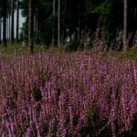 Terre dite de bruyère ou véritable terre de bruyère : quelles différences ?