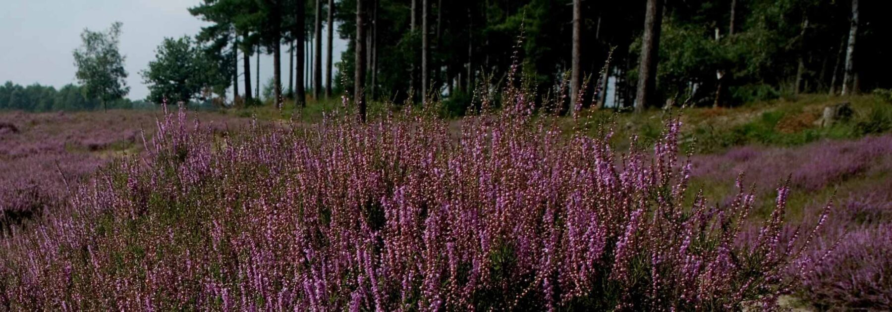 Terre dite de bruyère ou véritable terre de bruyère : quelles différences ?