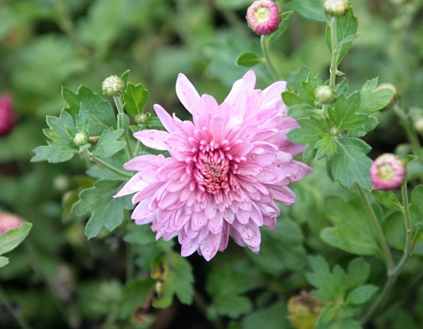 Tailler et pincer les chrysanthèmes : nos conseils