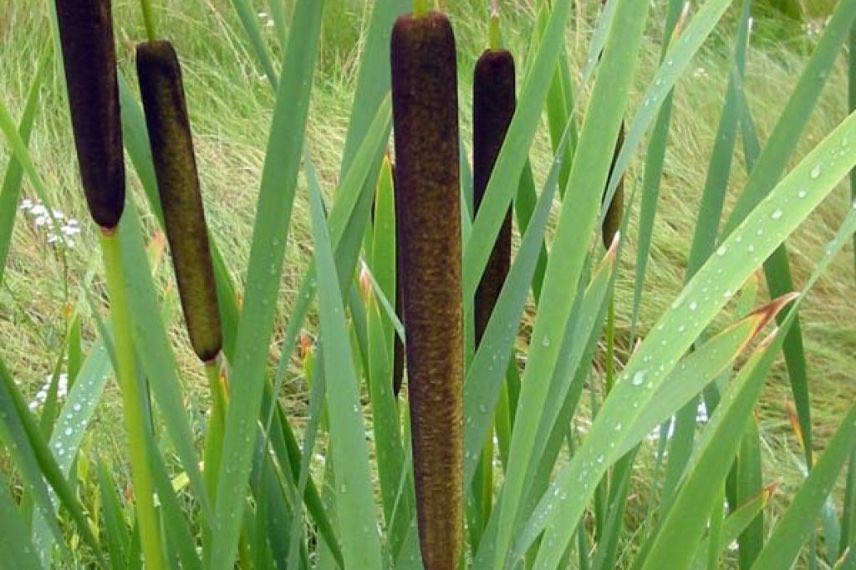 typha latifolia