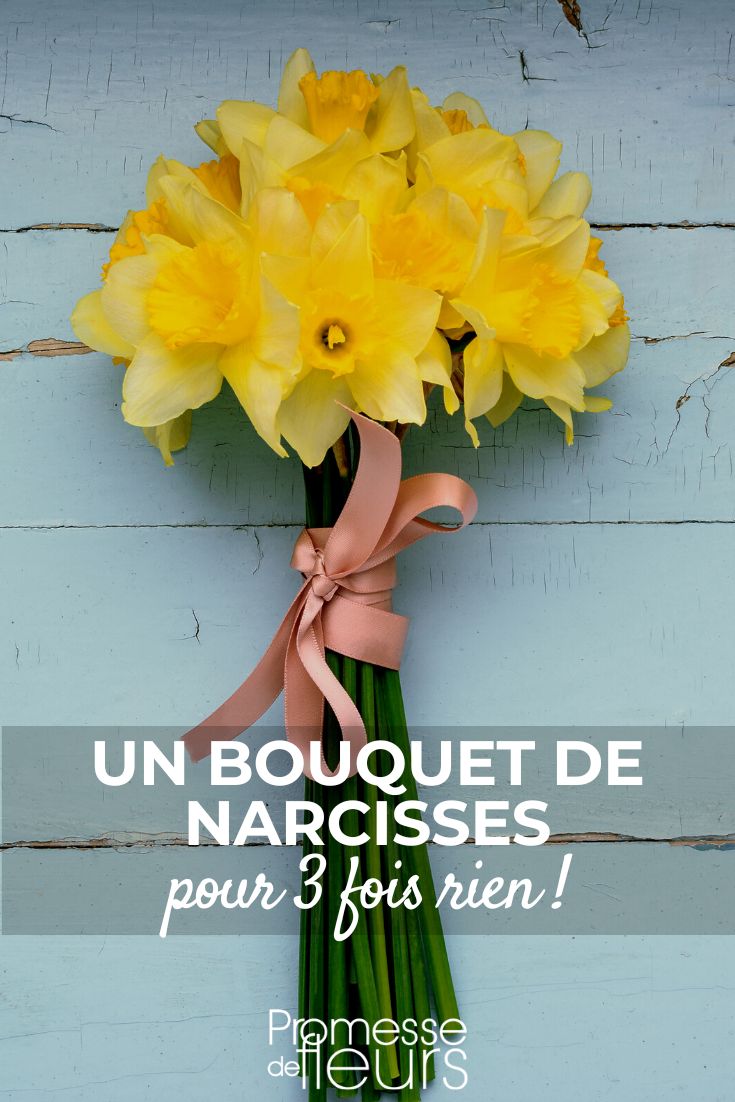 planter des bulbes de narcisses pour bouquet