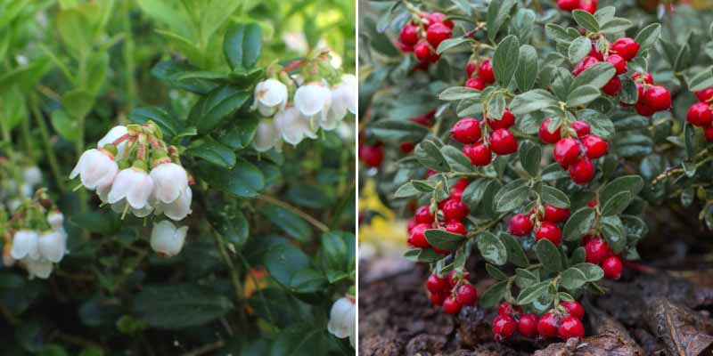 Les fleurs et fruits (airelles) du Vaccinium vitis-idaea