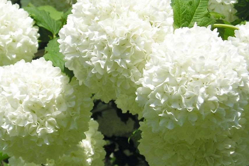 viburnum