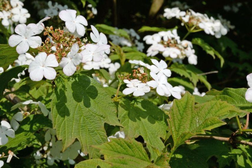 plantes à fleurs