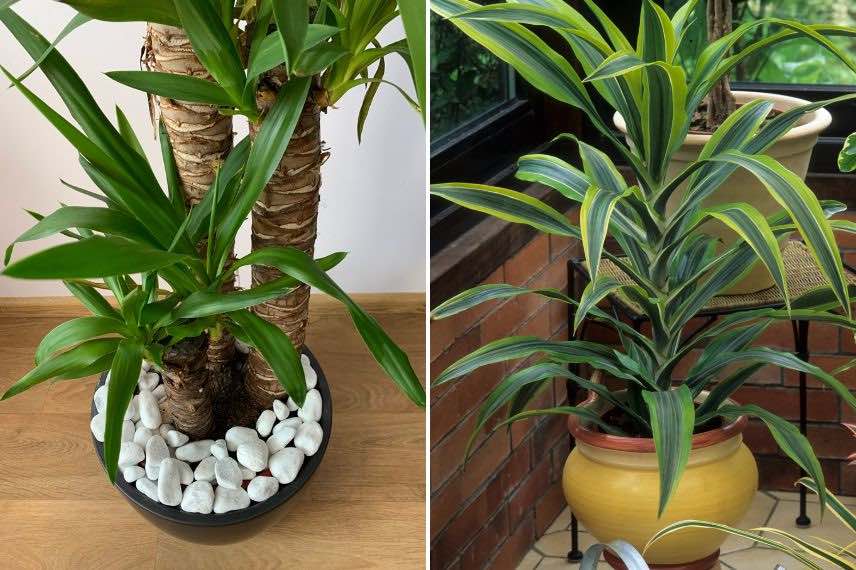 Plantes d'intérieur XXL : yucca et dracaena
