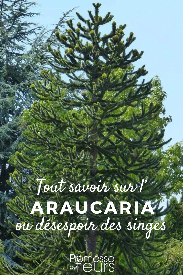 araucaria planter et entretenir