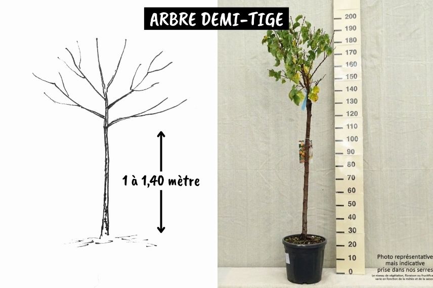 forme des arbres