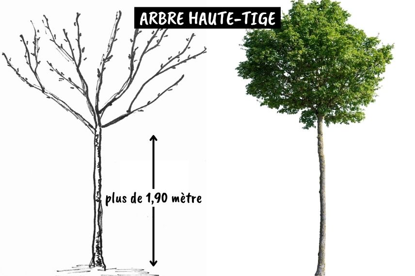 hauteur haute tige