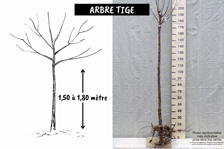 hauteur arbre