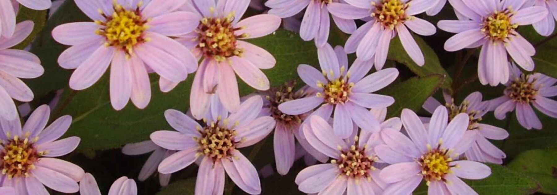 Les meilleures variétés d'asters pour bouquets 