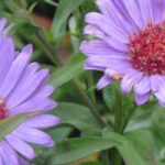 7 Aster à fleurs doubles à avoir au jardin