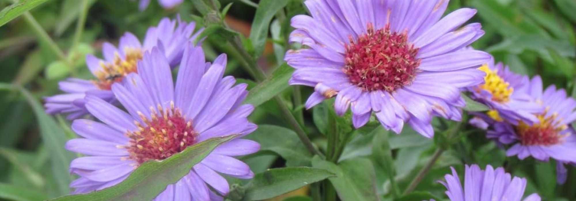 7 Aster à fleurs doubles à avoir au jardin