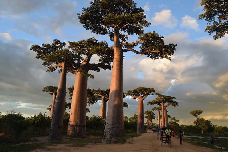 Baobab cultiver
