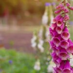 Plantez des bisannuelles pour un jardin éclatant au printemps !