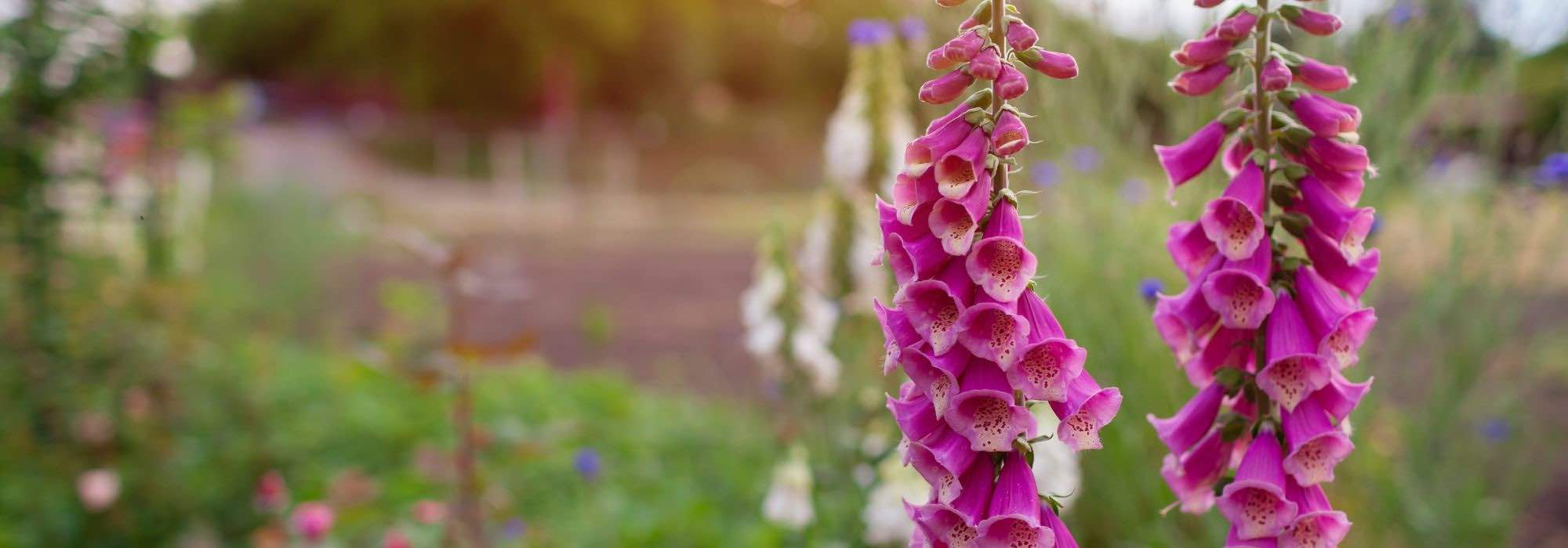 Plantez des bisannuelles pour un jardin éclatant au printemps !