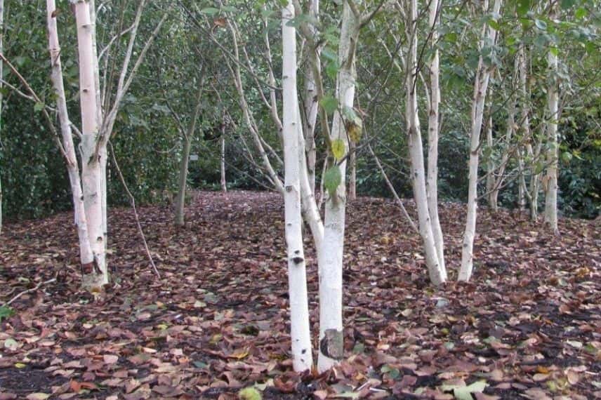 La forme des arbres : cépée