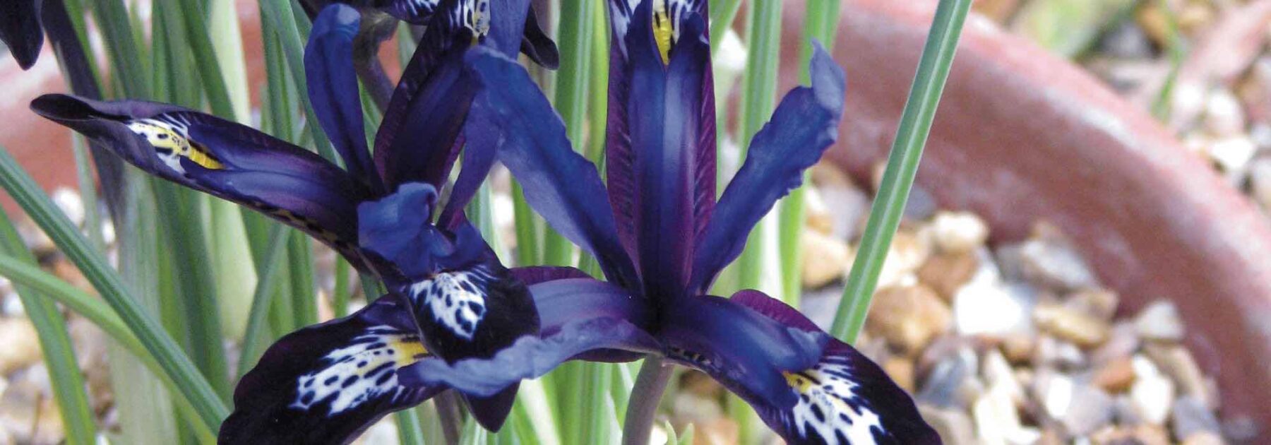 Iris : floraison, bulbe, de jardin, plantation, exposition