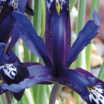 Bulbes Anémone Blanda ANEMONE BLANDA BLUE SHADES, Plante En Ligne Plantes Bulbes Jardin Intérieur Extérieur Bulbes Anémone Blanda ANEMONE BLANDA BLUE SHADES, Plante En Ligne Plantes Bulbes Jardin Intérieur Extérieur