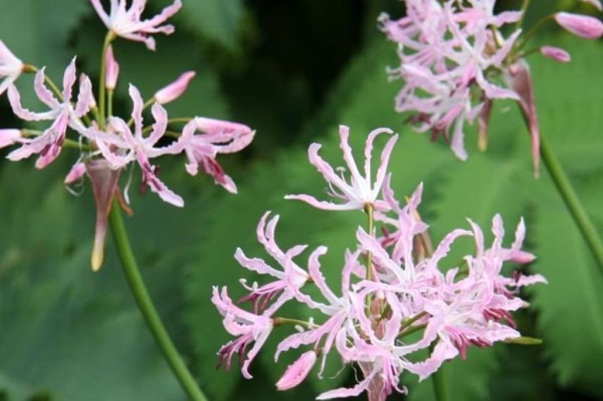 nerine