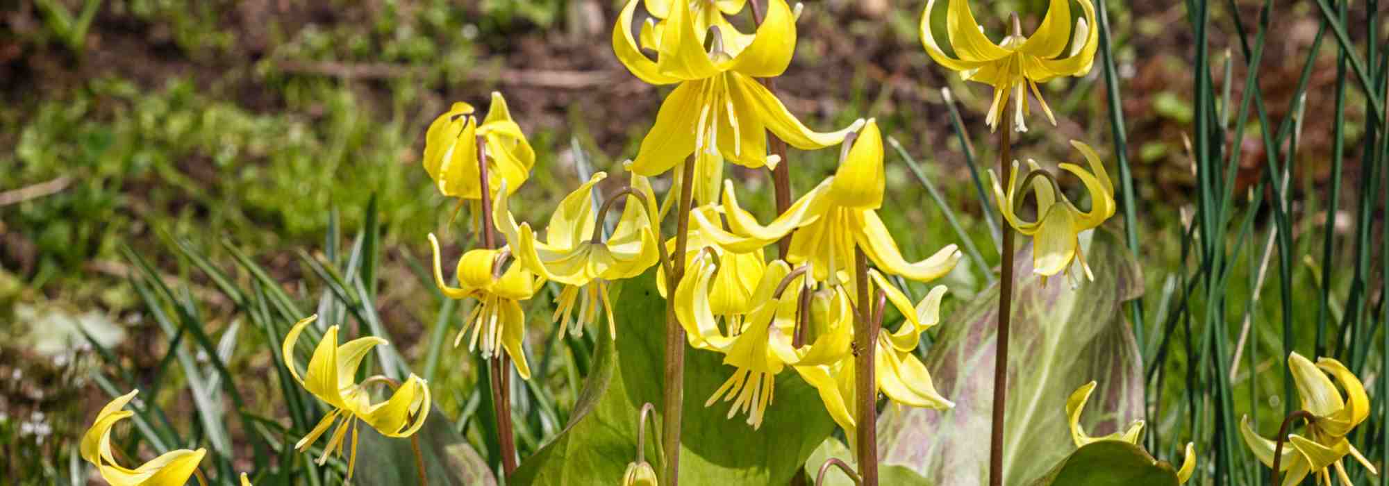 7 bulbes à floraison de fin d'hiver