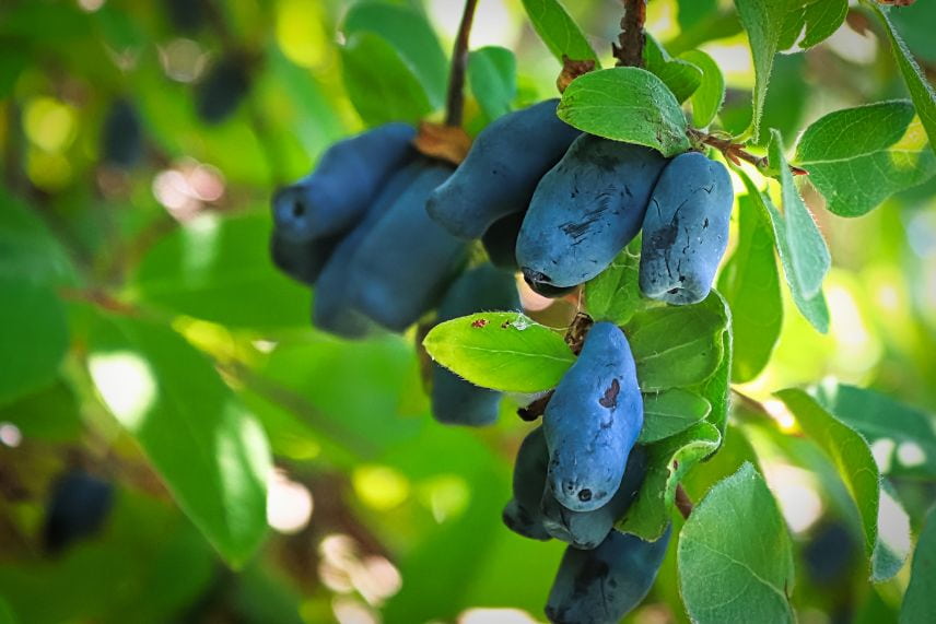 fruitiers rustiques