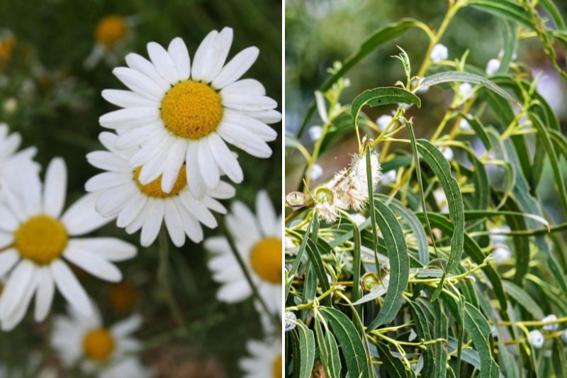 Plantes pour soigner le rhume : camomille romaine et Eucalyptus 