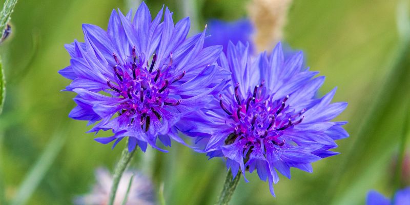 Plantes pour lotion capillaire : centaurea ou bleuet