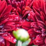 Le top 5 des chrysanthèmes à fleurs rouges