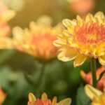 5 Chrysanthèmes à fleurs jaunes ou orange