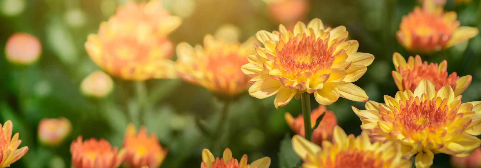 5 Chrysanthèmes à fleurs jaunes ou orange