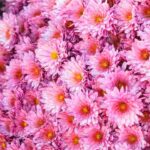 5 chrysanthèmes à fleurs roses