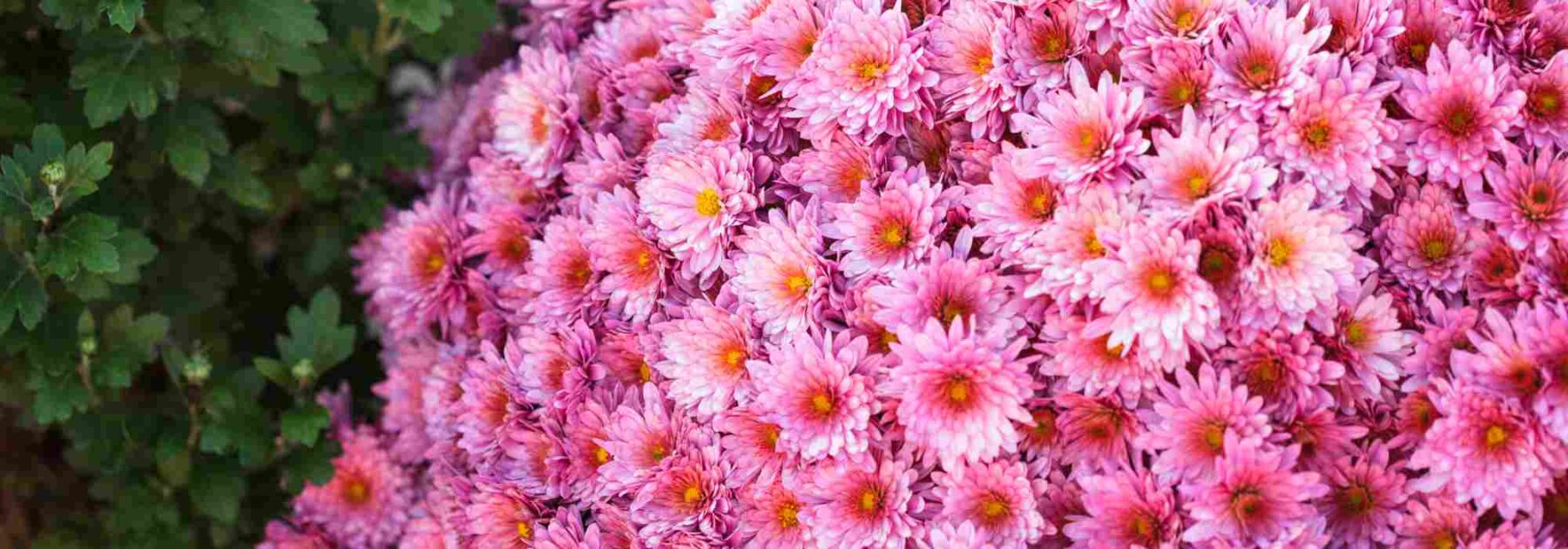 5 chrysanthèmes à fleurs roses