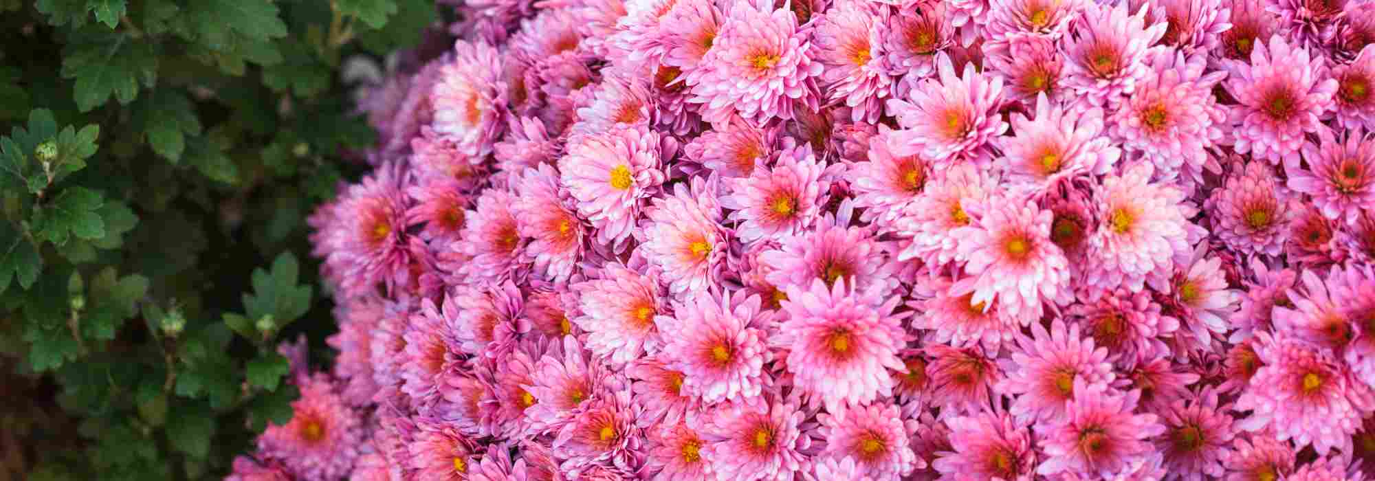 5 chrysanthèmes à fleurs roses