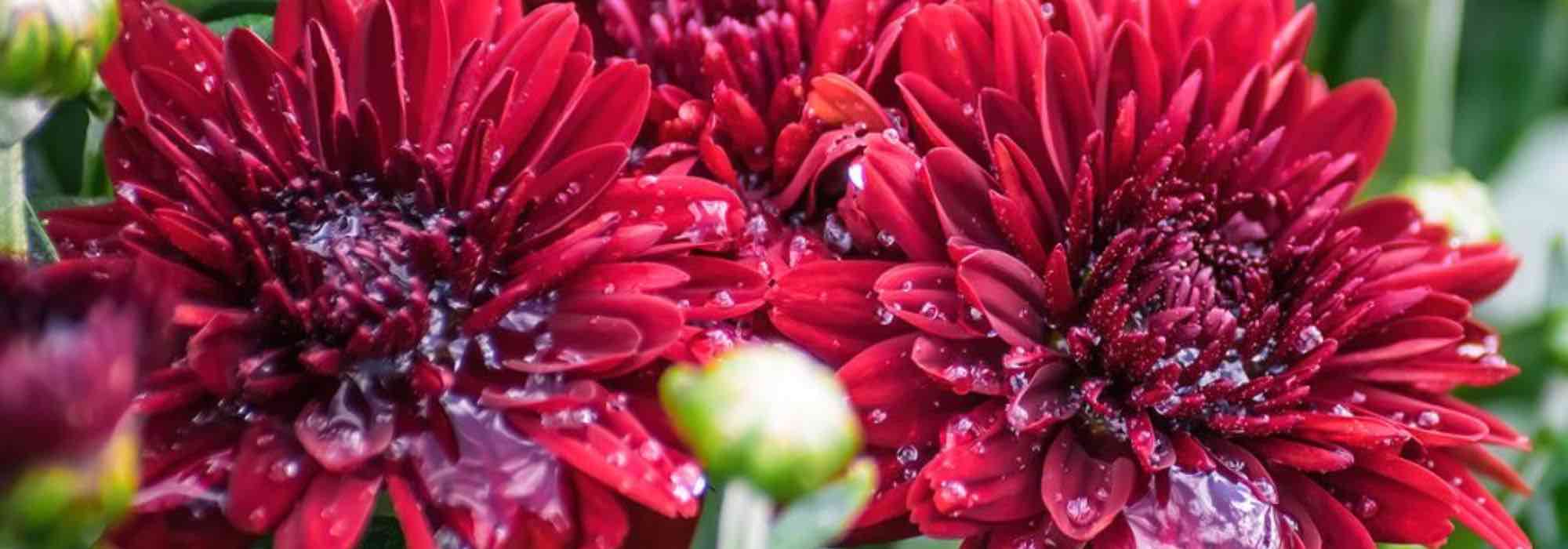Le top 5 des chrysanthèmes à fleurs rouges